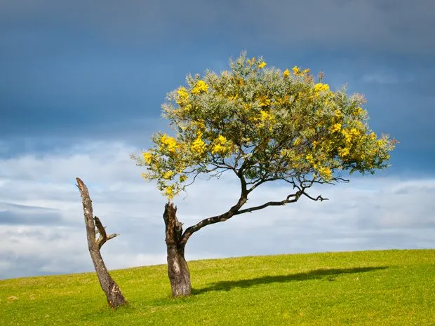 Symbol of wattle representing ‘Growth Strength Resilience’